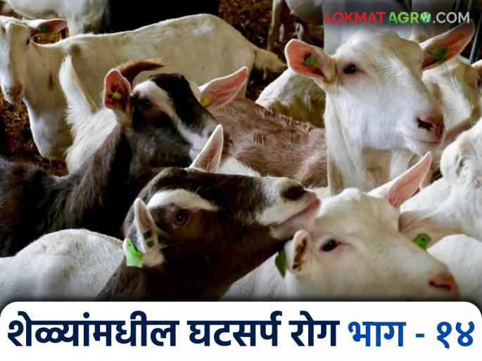 Latest News Ghatsarpa Aajar In Goats protect goats from ghatsarp aajar, do this, know in detail | Ghatsarpa Aajar In Goats : शेळ्यांना घटसर्प रोगापासून वाचविण्यासाठी 'हे' कराच, जाणून घ्या सविस्तर 