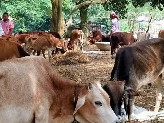 Cattle theft gang of four arrested in 130 places across the state | राज्यभरात १३० ठिकाणी गुरे चोरणारी चार जणांची टोळी अटकेत Cattle theft gang of four arrested in 130 places across the state | राज्यभरात १३० ठिकाणी गुरे चोरणारी चार जणांची टोळी अटकेत