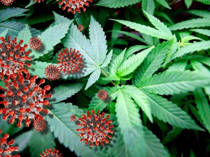 Coronavirus: Study finds Cannabis compounds can prevent corona spread American Scientist | CoronaVirus: बदनाम भांगेतील एक गुण, जो कोरोनावर भारी पडेल; व्हायरसला शरीराबाहेरच रोखते Coronavirus: Study finds Cannabis compounds can prevent corona spread American Scientist | CoronaVirus: बदनाम भांगेतील एक गुण, जो कोरोनावर भारी पडेल; व्हायरसला शरीराबाहेरच रोखते