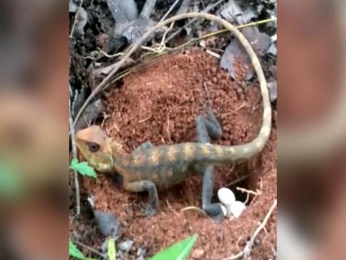 Video : Chennai chameleon laying eggs pilot captures rare video goes viral | Video : बागेत मादी सरडा अंडी देताना कॅमेरात कैद; पाहा दुर्मीळ दृश्याचा व्हायरल व्हिडीओ Video : Chennai chameleon laying eggs pilot captures rare video goes viral | Video : बागेत मादी सरडा अंडी देताना कॅमेरात कैद; पाहा दुर्मीळ दृश्याचा व्हायरल व्हिडीओ