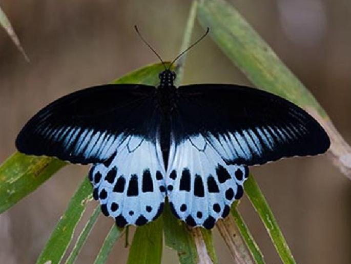 State butterfly found in Arjuni Morgaon | महाराष्ट्राचे मानचिन्ह 'ब्ल्यू मॉर्मोन' फुलपाखरू आढळले अर्जुनी मोरगावात State butterfly found in Arjuni Morgaon | महाराष्ट्राचे मानचिन्ह 'ब्ल्यू मॉर्मोन' फुलपाखरू आढळले अर्जुनी मोरगावात