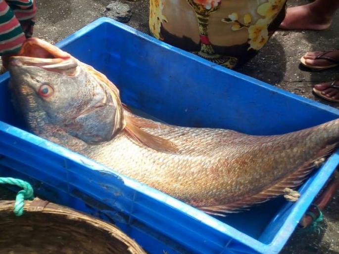 Mumbai brothers catch 30-kg Ghol fish worth Rs 5.5 lakh | ...म्हणून घोळ मासा ठरतोय मच्छिमारांसाठी लॉटरी Mumbai brothers catch 30-kg Ghol fish worth Rs 5.5 lakh | ...म्हणून घोळ मासा ठरतोय मच्छिमारांसाठी लॉटरी