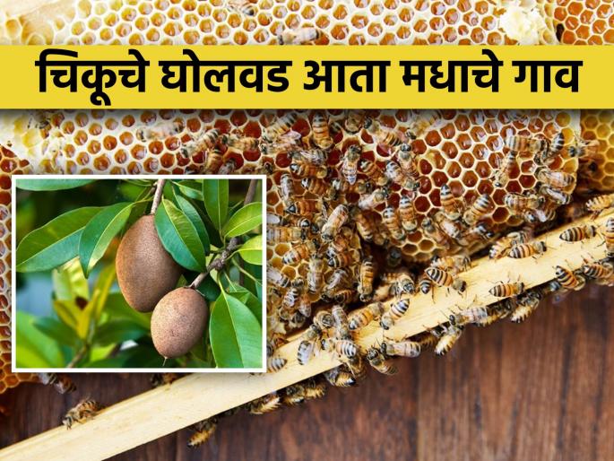 New identity for Gholvad; Third 'honey village' in the state | घोलवडला नवीन ओळख; राज्यातील तिसरे 'मधाचे गाव'
