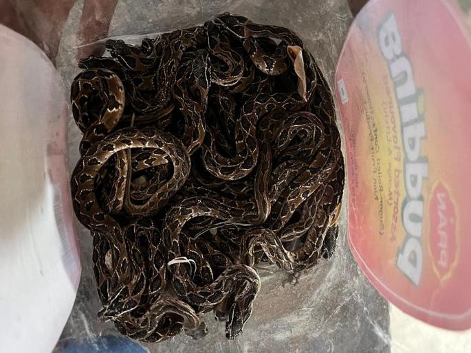 Dombivali: 25 cubs of Ghonas snake found in lift duct | Dombivali: लिफ्टच्या डक्टमध्ये मिळाले घोणस जातीच्या सापासह २५ पिल्लं Dombivali: 25 cubs of Ghonas snake found in lift duct | Dombivali: लिफ्टच्या डक्टमध्ये मिळाले घोणस जातीच्या सापासह २५ पिल्लं