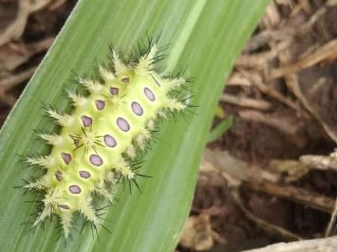 Farmers, beware! Poisonous 'dirty' worm found in Kattel taluka | शेतकऱ्यांनाे, सावधान! काटाेल तालुक्यात आढळली विषारी ‘घाेणस’ अळी Farmers, beware! Poisonous 'dirty' worm found in Kattel taluka | शेतकऱ्यांनाे, सावधान! काटाेल तालुक्यात आढळली विषारी ‘घाेणस’ अळी