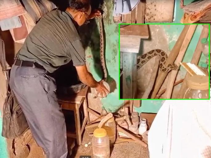 The snake hidden in the house was making a sound like the whistle of a cooker, the snake charmer made the family fear free | घरात दडलेला घोणस करत होता कुकरच्या शिटीसारखा आवाज, सर्पमित्राने कुटुंब केले भयमुक्त The snake hidden in the house was making a sound like the whistle of a cooker, the snake charmer made the family fear free | घरात दडलेला घोणस करत होता कुकरच्या शिटीसारखा आवाज, सर्पमित्राने कुटुंब केले भयमुक्त