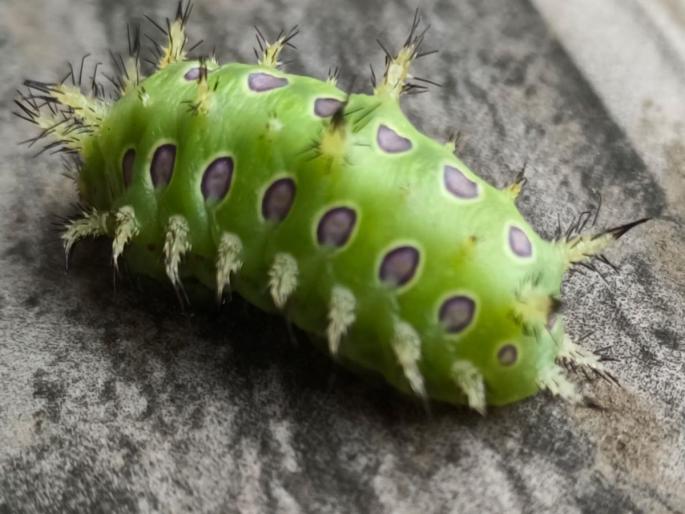 Invasion of cutworm in Washim district; Bite another one | वाशिम जिल्ह्यात घोणस अळीचा शिरकाव; आणखी एकाला चावा Invasion of cutworm in Washim district; Bite another one | वाशिम जिल्ह्यात घोणस अळीचा शिरकाव; आणखी एकाला चावा