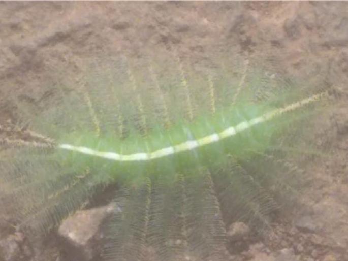 A person dies from the bite of a ghonasaali? Find out what the exact type is | घोणस अळीच्या दंशाने माणूस मरतो? जाणून घ्या काय आहे नेमका प्रकार A person dies from the bite of a ghonasaali? Find out what the exact type is | घोणस अळीच्या दंशाने माणूस मरतो? जाणून घ्या काय आहे नेमका प्रकार