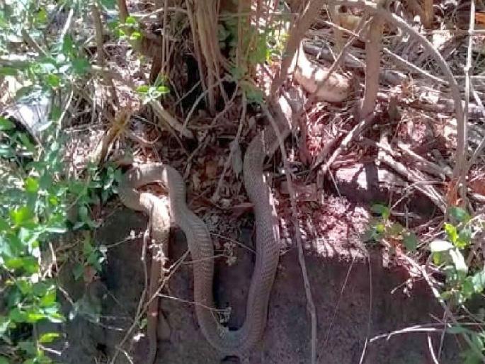 indian nag cobra swallowed russell's viper at chandrapur | बापरे.... नागाने चक्क घोणस सापाला गिळले; सर्पमित्राने दिले जीवदान indian nag cobra swallowed russell's viper at chandrapur | बापरे.... नागाने चक्क घोणस सापाला गिळले; सर्पमित्राने दिले जीवदान