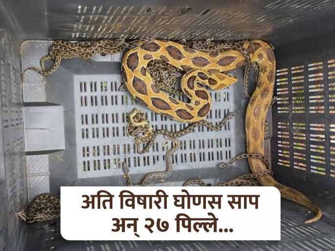 Video A venomous cobra gave birth to 27 pups in a snake lover car | Video : सर्पमित्राच्या गाडीतच विषारी घोणस सापाने दिला २७ पिल्लांना जन्म