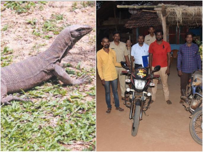 Accused walking around with arms at Sahyadri Tiger Project raped on bengal monitor lizard | विकृतीचा कळस! सह्याद्री व्याघ्र प्रकल्पात शस्त्रास्त्रांसह फिरणाऱ्या आरोपींचा घोरपडीवर बलात्कार Accused walking around with arms at Sahyadri Tiger Project raped on bengal monitor lizard | विकृतीचा कळस! सह्याद्री व्याघ्र प्रकल्पात शस्त्रास्त्रांसह फिरणाऱ्या आरोपींचा घोरपडीवर बलात्कार