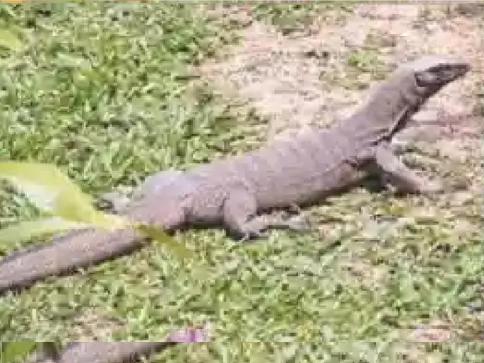 The forest department detained three people in connection with hunting Ghorpadi in satara | Satara Crime: घोरपडीची शिकार; वनविभागाकडून तीघे ताब्यात, ढवळेवाडी येथे कारवाई The forest department detained three people in connection with hunting Ghorpadi in satara | Satara Crime: घोरपडीची शिकार; वनविभागाकडून तीघे ताब्यात, ढवळेवाडी येथे कारवाई