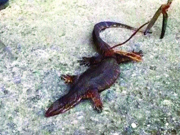 Growing gridly in Vasai, access to the city is very high | वसईमध्ये घोरपडी वाढतायेत, शहरात होतोय वरचेवर प्रवेश Growing gridly in Vasai, access to the city is very high | वसईमध्ये घोरपडी वाढतायेत, शहरात होतोय वरचेवर प्रवेश