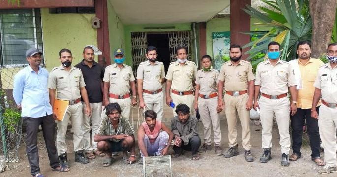 Three hunters arested at Akot | घोरपडची शिकार करणारे तिघे गजाआड!