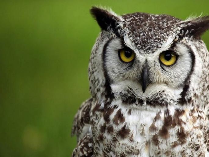 Every year, 8,000 cubs are killed for superstition | अंधश्रद्धेपोटी दरवर्षी 78 हजार घुबडांची हत्या Every year, 8,000 cubs are killed for superstition | अंधश्रद्धेपोटी दरवर्षी 78 हजार घुबडांची हत्या