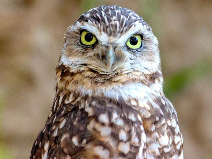 Black Magic! To defeat the candidates in Telangana, many owls smuggled by karnataka | ब्लॅक मॅजिक! तेलंगणात उमेदवाराला पराभूत करण्यासाठी चक्क घुबडांची तस्करी Black Magic! To defeat the candidates in Telangana, many owls smuggled by karnataka | ब्लॅक मॅजिक! तेलंगणात उमेदवाराला पराभूत करण्यासाठी चक्क घुबडांची तस्करी
