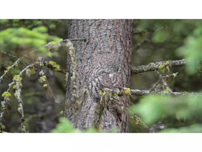 Can you spot the owl hiding in this image in less than 30 seconds? | या फोटोतलं घुबड ३० सेकंदांच्या आत शोधलात तर तुम्ही खरे जिनियस! ९९ टक्के झाले फेल Can you spot the owl hiding in this image in less than 30 seconds? | या फोटोतलं घुबड ३० सेकंदांच्या आत शोधलात तर तुम्ही खरे जिनियस! ९९ टक्के झाले फेल