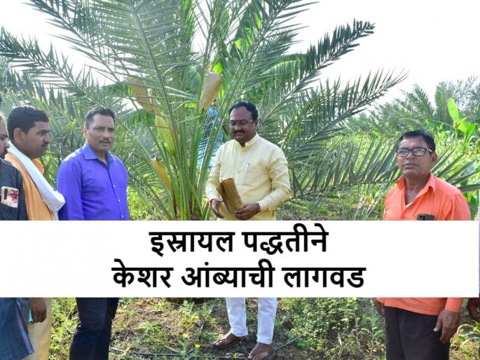 Success story of horticulture farmer bhausaheb ghuge from bharadkheda, Jalna | पारंपरिक शेतीला फाटा देत भराडखेड्याच्या भाऊसाहेबांनी घेतली फलोत्पादनात झेप Success story of horticulture farmer bhausaheb ghuge from bharadkheda, Jalna | पारंपरिक शेतीला फाटा देत भराडखेड्याच्या भाऊसाहेबांनी घेतली फलोत्पादनात झेप