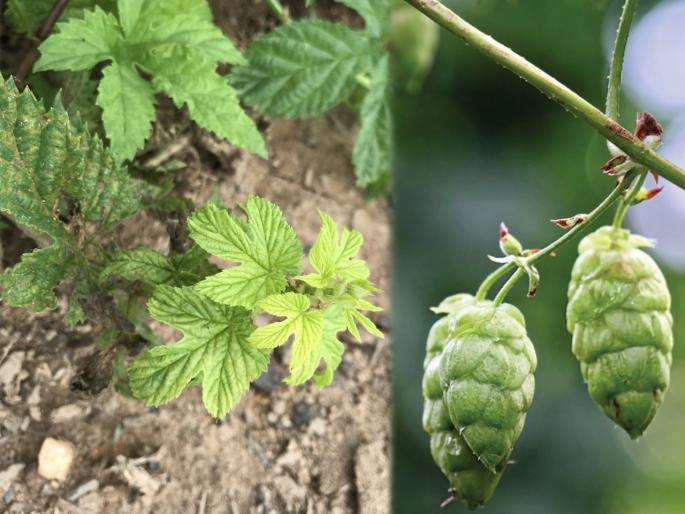 hop shoots is one of costliest vegetable its price is 82 thousand rupees per kg | बाबो! 20, 40 नाही तर तब्बल 82 हजार रुपये किलो, देशात "या" ठिकाणी पिकतेय जगातील सर्वात महागडी भाजी  hop shoots is one of costliest vegetable its price is 82 thousand rupees per kg | बाबो! 20, 40 नाही तर तब्बल 82 हजार रुपये किलो, देशात "या" ठिकाणी पिकतेय जगातील सर्वात महागडी भाजी