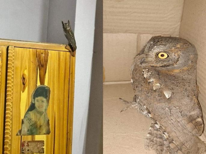 An owl came and sat on the cupboard in the house Rescued by bird lovers, caged in a box | घरातील कपाटावर येऊन बसले घुबड; पक्षीप्रेमींनीकडून सुटका, बॉक्समध्ये केले बंदिस्त An owl came and sat on the cupboard in the house Rescued by bird lovers, caged in a box | घरातील कपाटावर येऊन बसले घुबड; पक्षीप्रेमींनीकडून सुटका, बॉक्समध्ये केले बंदिस्त