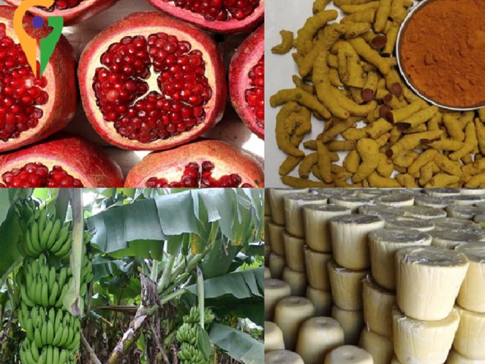 Turmeric, Pomegranate, Banana, Jaggery of Maharashtra's Geographical Indications are being popular in Delhi | महाराष्ट्रातील भौगोलिक मानांकने प्राप्त हळद, डाळिंब, केळी, गुळ यांचा दिल्लीमध्ये गाजावाजा Turmeric, Pomegranate, Banana, Jaggery of Maharashtra's Geographical Indications are being popular in Delhi | महाराष्ट्रातील भौगोलिक मानांकने प्राप्त हळद, डाळिंब, केळी, गुळ यांचा दिल्लीमध्ये गाजावाजा