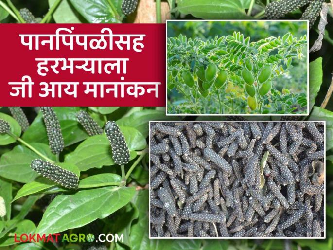 GI Tag : Get a different identity of gram and pimpali | GI Tag : मिळाली वेगळी ओळख : खारपाण पट्ट्यातील हरभरा देशात चवदार कसा ते वाचा सविस्तर GI Tag : Get a different identity of gram and pimpali | GI Tag : मिळाली वेगळी ओळख : खारपाण पट्ट्यातील हरभरा देशात चवदार कसा ते वाचा सविस्तर