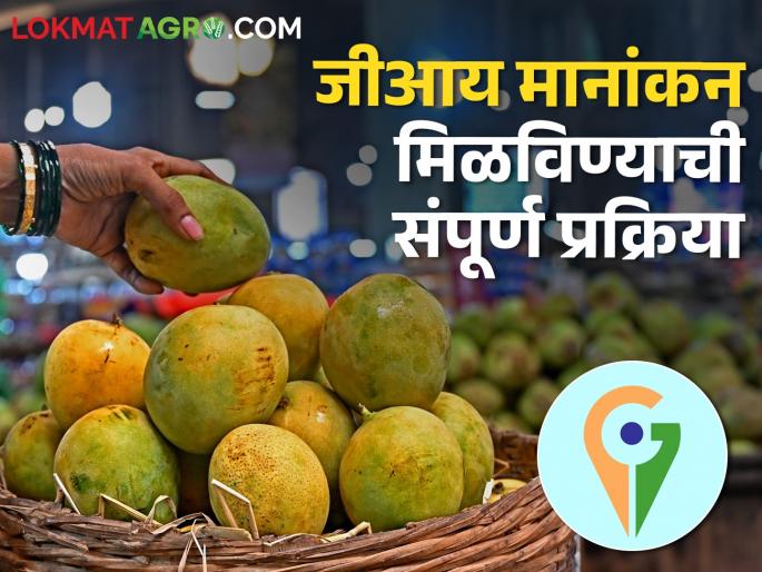 Latest News What is the process for obtaining a GI tag ? Read in detail | GI Tag : जीआय मानांकन मिळविण्याची प्रक्रिया काय आहे? ते कसं मिळतं? वाचा सविस्तर Latest News What is the process for obtaining a GI tag ? Read in detail | GI Tag : जीआय मानांकन मिळविण्याची प्रक्रिया काय आहे? ते कसं मिळतं? वाचा सविस्तर