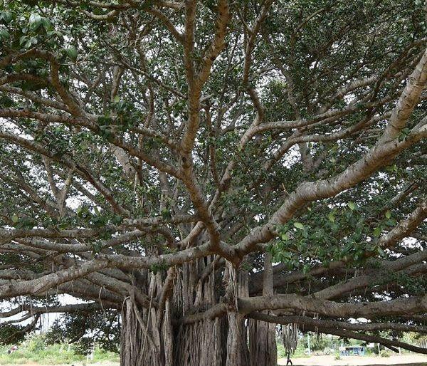 The ancient giant trees of the state will be counted | राज्यातील पुरातन महावृक्षांची होणार गणना The ancient giant trees of the state will be counted | राज्यातील पुरातन महावृक्षांची होणार गणना