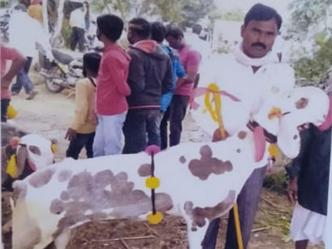 ‘He’ made a goat worth Rs 16 lakh | ‘तो’ १६ लाखांचा बकरा आलिशान माेटारीतून अज्ञातांनी केला लंपास ‘He’ made a goat worth Rs 16 lakh | ‘तो’ १६ लाखांचा बकरा आलिशान माेटारीतून अज्ञातांनी केला लंपास