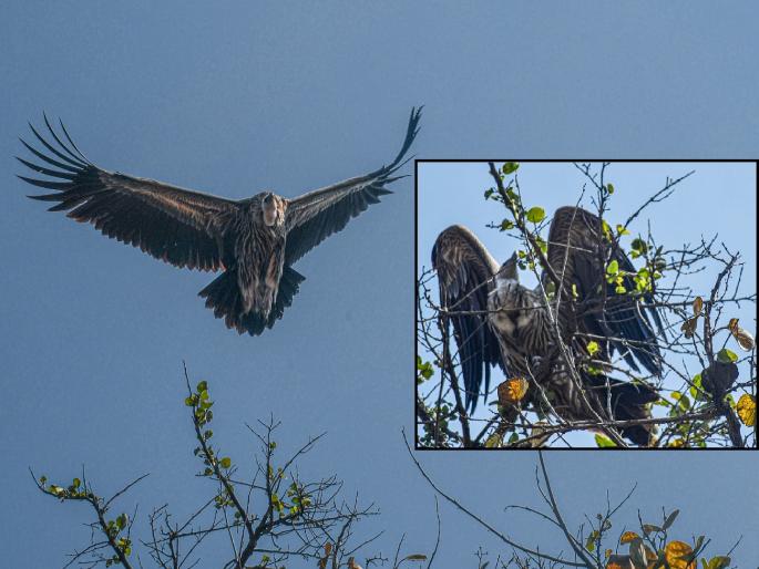 Rare Eurasian Griffon vulture found in Kharepatan Sindhudurg | Sindhudurg: खारेपाटण येथे आढळली दुर्मीळ युरेशियन ग्रिफॉन जातीची गिधाडे Rare Eurasian Griffon vulture found in Kharepatan Sindhudurg | Sindhudurg: खारेपाटण येथे आढळली दुर्मीळ युरेशियन ग्रिफॉन जातीची गिधाडे