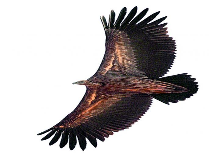 Vulture Pulled Telemillery Project | गिधाड ‘टेलिमेटरी’ प्रकल्प रखडला Vulture Pulled Telemillery Project | गिधाड ‘टेलिमेटरी’ प्रकल्प रखडला