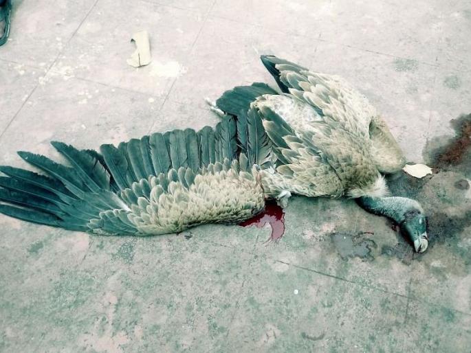 'Sanctified': Nilon is the victim of vulture, in the urban areas of Nashik | ओढावली ‘संक्रांत’ : नाशिकमध्ये शहरी भागात नायलॉन मांजाने घेतला गिधाडाचा बळी 'Sanctified': Nilon is the victim of vulture, in the urban areas of Nashik | ओढावली ‘संक्रांत’ : नाशिकमध्ये शहरी भागात नायलॉन मांजाने घेतला गिधाडाचा बळी