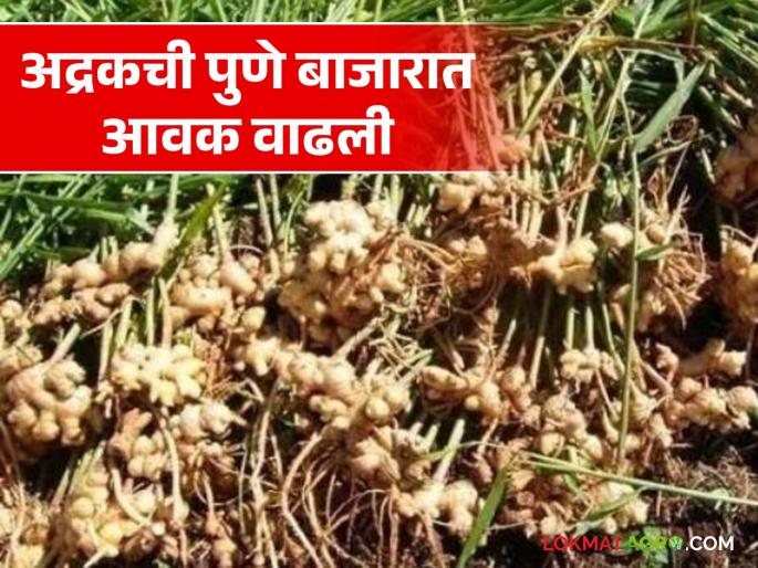 Ginger Market : Ginger is the highest price in the market | Ginger Market : अद्रकला राहता बाजारात सर्वाधिक भाव Ginger Market : Ginger is the highest price in the market | Ginger Market : अद्रकला राहता बाजारात सर्वाधिक भाव