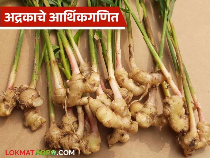 Ginger Crop: Know the financial calculations of ginger crop in detail | Ginger Crop: अद्रक पिकाचे आर्थिकगणित काय असते ते जाणून घ्या सविस्तर Ginger Crop: Know the financial calculations of ginger crop in detail | Ginger Crop: अद्रक पिकाचे आर्थिकगणित काय असते ते जाणून घ्या सविस्तर
