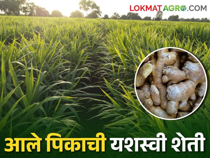 Latest news Ginger farming on hundred acres, production of 30 tons per acre, success story of Ahmednagar farmer | Success Story : शंभर एकरावर आले शेती, एकरी 30 टन उत्पादन, अहमदनगरच्या शेतकऱ्याची यशोगाथा  Latest news Ginger farming on hundred acres, production of 30 tons per acre, success story of Ahmednagar farmer | Success Story : शंभर एकरावर आले शेती, एकरी 30 टन उत्पादन, अहमदनगरच्या शेतकऱ्याची यशोगाथा