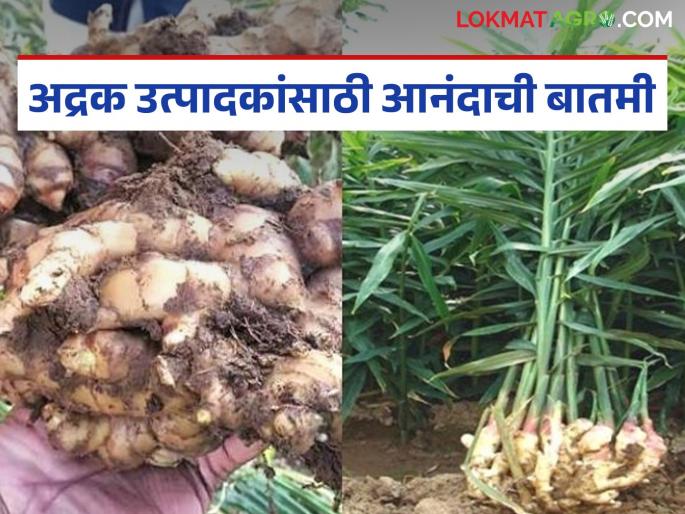 latest news Ginger Farming: Farmers will get relief; New proposal for ginger research will be in the pipeline soon. Read in detail | Ginger Farming : शेतकऱ्यांना मिळणार दिलासा; अद्रक संशोधनासाठी नवा प्रस्ताव लवकरच मार्गी लागणार वाचा सविस्तर