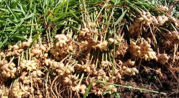Ginger farming successful in Satpuda | सातपुड्यात यशस्वी होतोय अद्रक शेतीचा प्रयोग! Ginger farming successful in Satpuda | सातपुड्यात यशस्वी होतोय अद्रक शेतीचा प्रयोग!