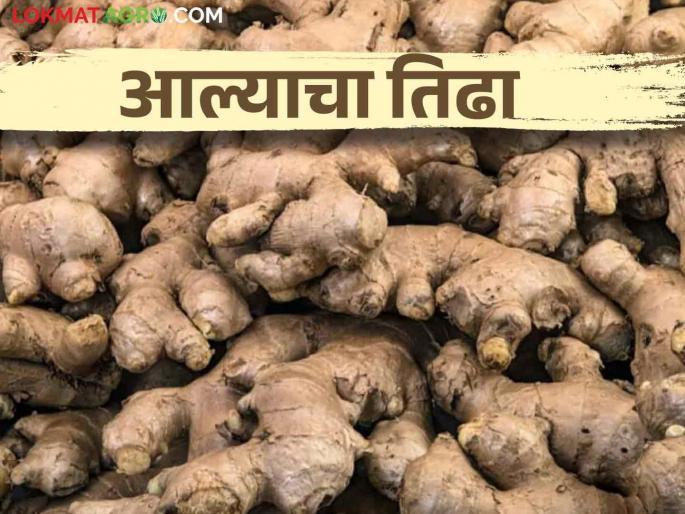 farmers loot from traders by starting old and new ginger method again in ginger purchase | आले खरेदीत पुन्हा जुने आणि नवे आले पद्धत सुरू करून शेतकऱ्यांची व्यापाऱ्यांकडून लूट farmers loot from traders by starting old and new ginger method again in ginger purchase | आले खरेदीत पुन्हा जुने आणि नवे आले पद्धत सुरू करून शेतकऱ्यांची व्यापाऱ्यांकडून लूट