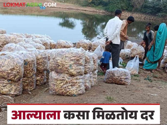 Aale Bajar Bhav : Large production of ginger this year How is the price getting? | Aale Bajar Bhav : यंदा आल्याचे मोठ्या प्रमाणात उत्पादन; कसा मिळतोय दर Aale Bajar Bhav : Large production of ginger this year How is the price getting? | Aale Bajar Bhav : यंदा आल्याचे मोठ्या प्रमाणात उत्पादन; कसा मिळतोय दर