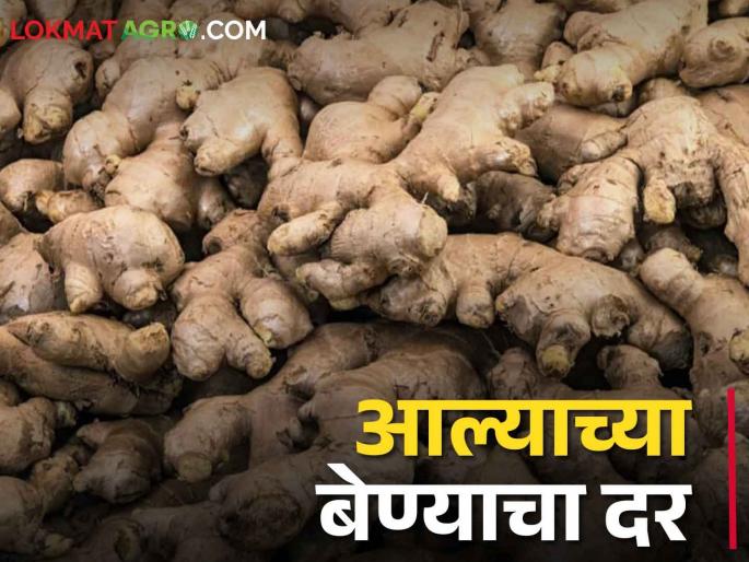 Ginger Market Should you plant ginger? How is the price of Rhizome? | Ginger Market आले लागवड करावी का? कसा चाललाय बियाण्याचा भाव? Ginger Market Should you plant ginger? How is the price of Rhizome? | Ginger Market आले लागवड करावी का? कसा चाललाय बियाण्याचा भाव?
