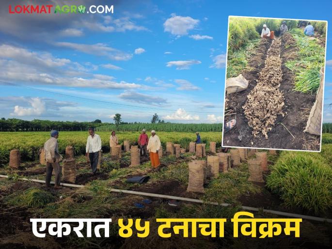 Ginger crop blooms in sugarcane belt; Padegaon farmer Ramesh earns profit of Rs 11 lakh per acre | उसाच्या पट्ट्यात आले पिक बहरले; पाडेगावचे शेतकरी रमेश यांनी एकरात ११ लाख कमवले