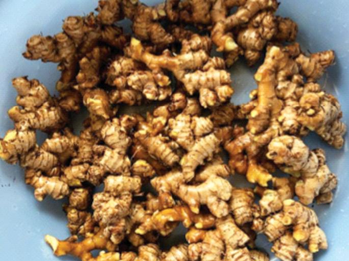 Farming done for the first time in Shahapur taluka | शहापूर तालुक्यात प्रथमच केली आल्याची शेती