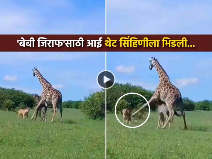 trending video mother giraffe fighting lioness to save life of baby giraffe viral on social media | VIDEO: पिल्लासाठी काहीपण... 'बेबी जिराफ'ची आई सिंहिणीला भिडली, जवळ येताच लाथ मारली अन्...