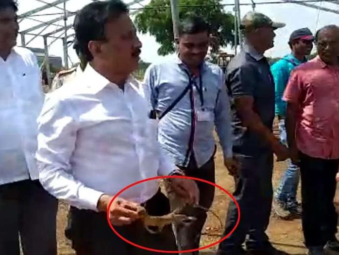 Girish Mahajan show again helping attitude, life given to Ghorpad in jalgaon | गिरीश महाजनांचा पुन्हा हटके अंदाज, घोरपडीला दिलं जीवदान