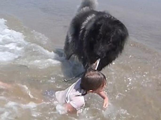 Adorable moment a dog rescues a little girl from ocean waves | समुद्राच्या लाटेत वाहून जाणाऱ्या मुलीला कुत्र्याने वाचवलं; व्हिडीओ व्हायरल! Adorable moment a dog rescues a little girl from ocean waves | समुद्राच्या लाटेत वाहून जाणाऱ्या मुलीला कुत्र्याने वाचवलं; व्हिडीओ व्हायरल!