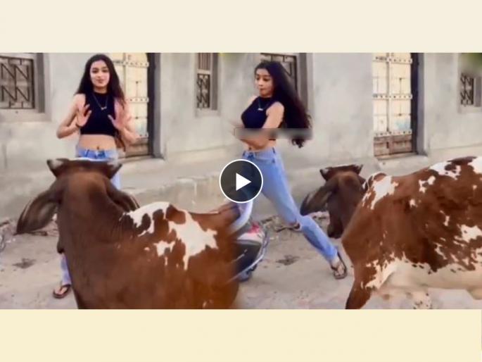 Funny Video on Social Media Girl was making instagram reels in front of Bull see what suddnly happened next jugaad | Girl and Bull Funny Video: बैलासमोर उभी राहून तरूणी बनवत होती Instagram Reels, पुढे भलतंच घडलं...