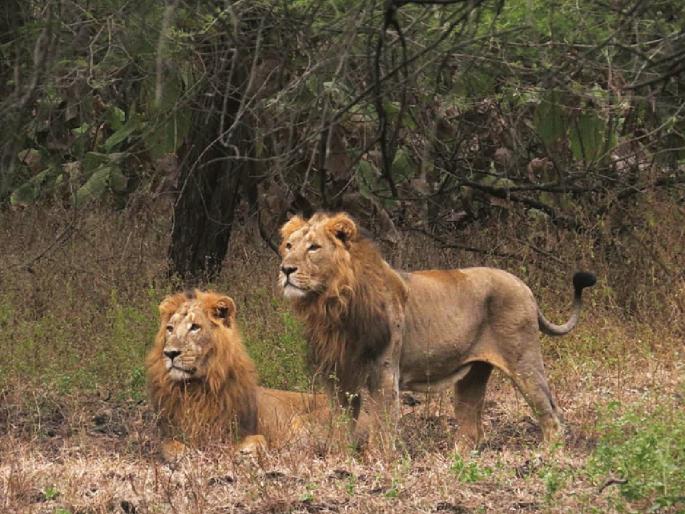 gir lion biporjoy cyclone, danger of biporjoy storm; 100 lions were moved from Gir forest to a safe place | बिपरजॉय वादळाचा धोका; गिर जंगलातील 100 सिंहाना सुरक्षित स्थळी हलवले gir lion biporjoy cyclone, danger of biporjoy storm; 100 lions were moved from Gir forest to a safe place | बिपरजॉय वादळाचा धोका; गिर जंगलातील 100 सिंहाना सुरक्षित स्थळी हलवले