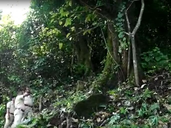 Red Sandalwood tree worth Rs 100 in Ratnagiri; age is around 150 years | ऐकावे ते नवलच! रत्नागिरीत आहे १०० कोटी रुपयांचे झाड; वय पाहून भिरभिराल Red Sandalwood tree worth Rs 100 in Ratnagiri; age is around 150 years | ऐकावे ते नवलच! रत्नागिरीत आहे १०० कोटी रुपयांचे झाड; वय पाहून भिरभिराल