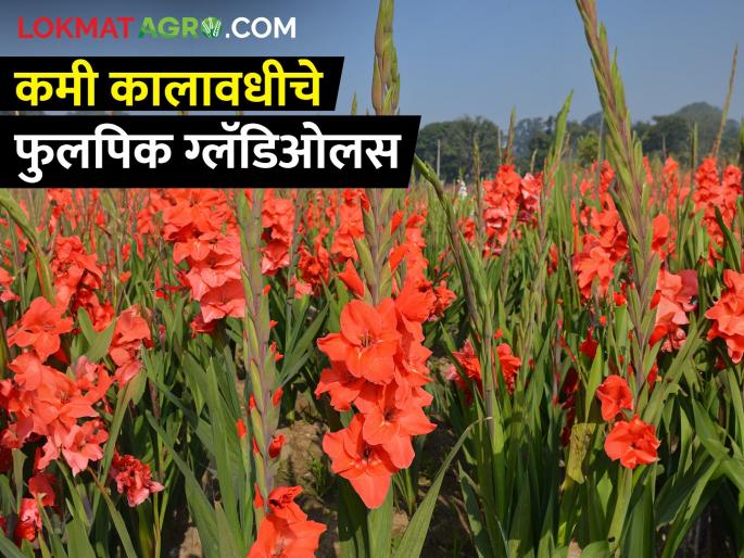 How to cultivate gladiolus flower crop that yields in two to two and a half months? | दोन ते अडीच महिन्यात उत्पादन देणाऱ्या ग्लॅडिओलसची शेती कशी कराल? How to cultivate gladiolus flower crop that yields in two to two and a half months? | दोन ते अडीच महिन्यात उत्पादन देणाऱ्या ग्लॅडिओलसची शेती कशी कराल?