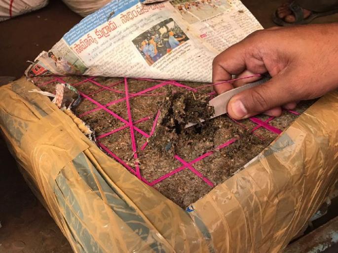 Two thousand kg of ganja were seized by police in maharashtra border, which from Odisha | ओडिशातून गांजाची तस्करी, तब्बल दोन हजार किलो गांजा जप्त Two thousand kg of ganja were seized by police in maharashtra border, which from Odisha | ओडिशातून गांजाची तस्करी, तब्बल दोन हजार किलो गांजा जप्त